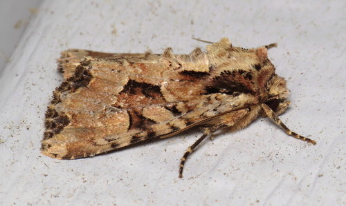 Ignorant Apamea Moth photo 2