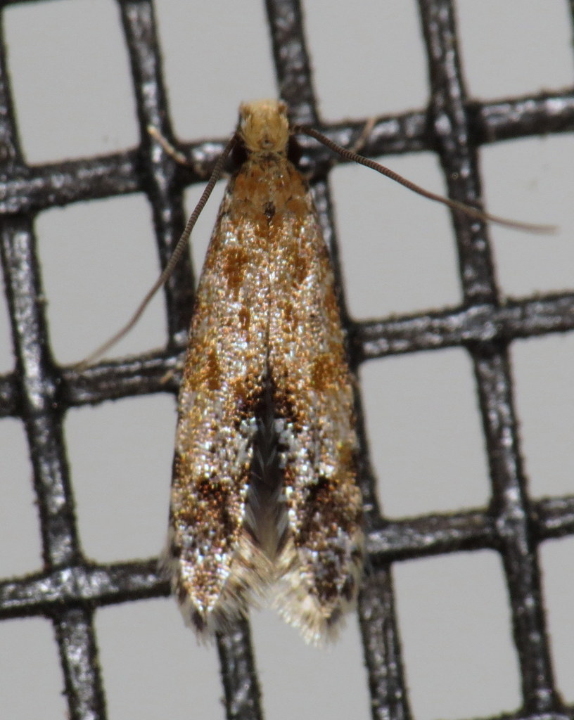 Homosetia costisignella