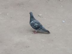 Columba livia