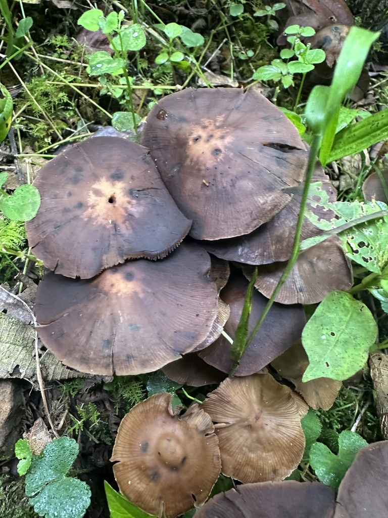Psilocybe zapotecorum · December 2024 · photo: © nbareschu (iNaturalist, cc-by)
