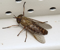 Tabanus sackeni