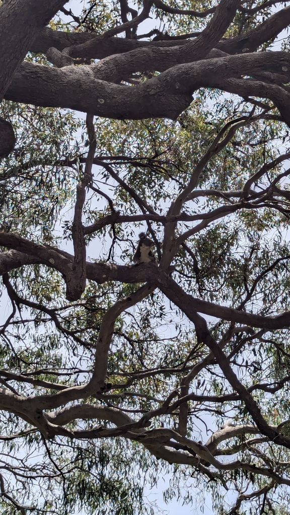 koala-from-yabby-st-at-one-mile-ferry-terminal-dunwich-qld-4183