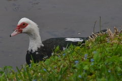 Cairina moschata domestica