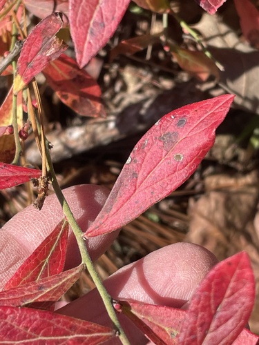 Image of Vaccinium tenellum by no rights reserved
