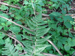 Dryopteris clintoniana