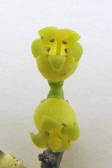 Schoepfia brasiliensis