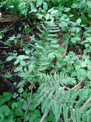 Dryopteris clintoniana