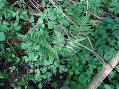 Dryopteris clintoniana