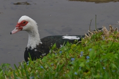 Cairina moschata domestica