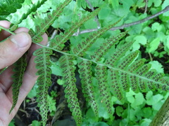Dryopteris clintoniana