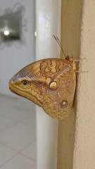 Opsiphanes boisduvallii