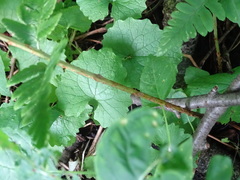 Dryopteris clintoniana