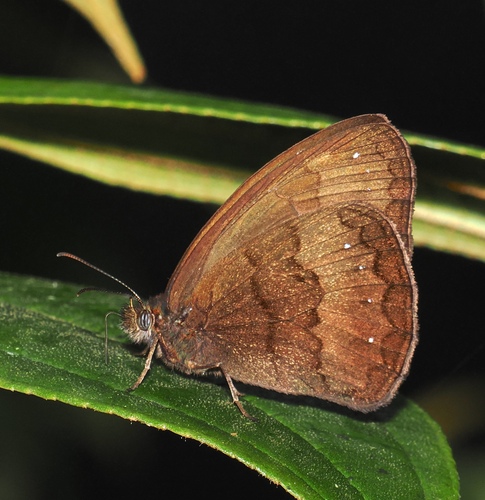 Forsterinaria coipa