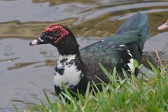 Cairina moschata domestica