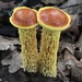 Aureoboletus - Photo (c) meknght, some rights reserved (CC BY-NC)