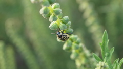 Zygogramma conjuncta