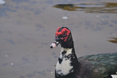 Cairina moschata domestica