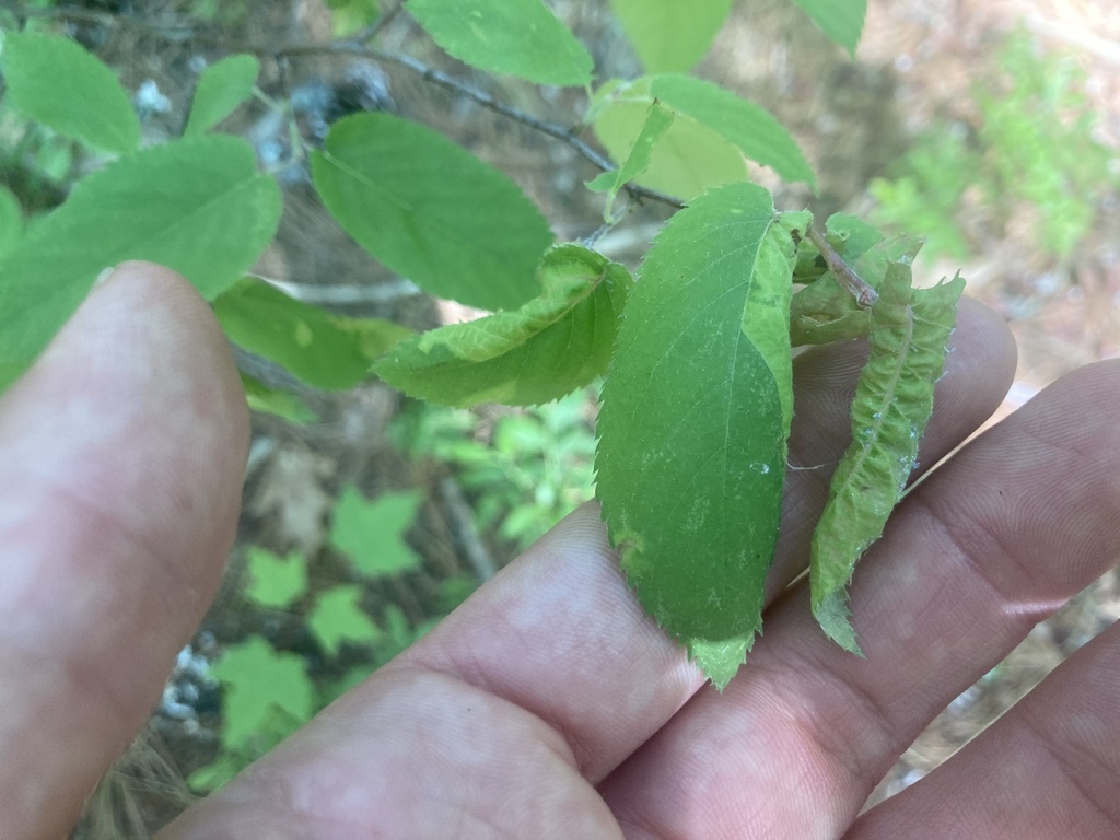 American Hophornbeam Aphid