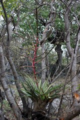 Tillandsia makoyana