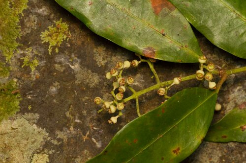 Syzygium neolaurifolium observed 2013-05-21