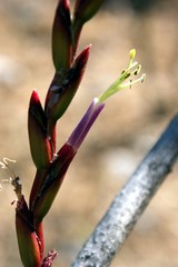Tillandsia makoyana