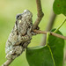 Gray Treefrog - Photo (c) crgillette, some rights reserved (CC BY-NC), uploaded by crgillette