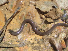 Synbranchus marmoratus