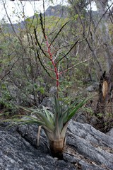Tillandsia makoyana