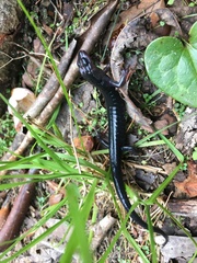 Plethodon metcalfi