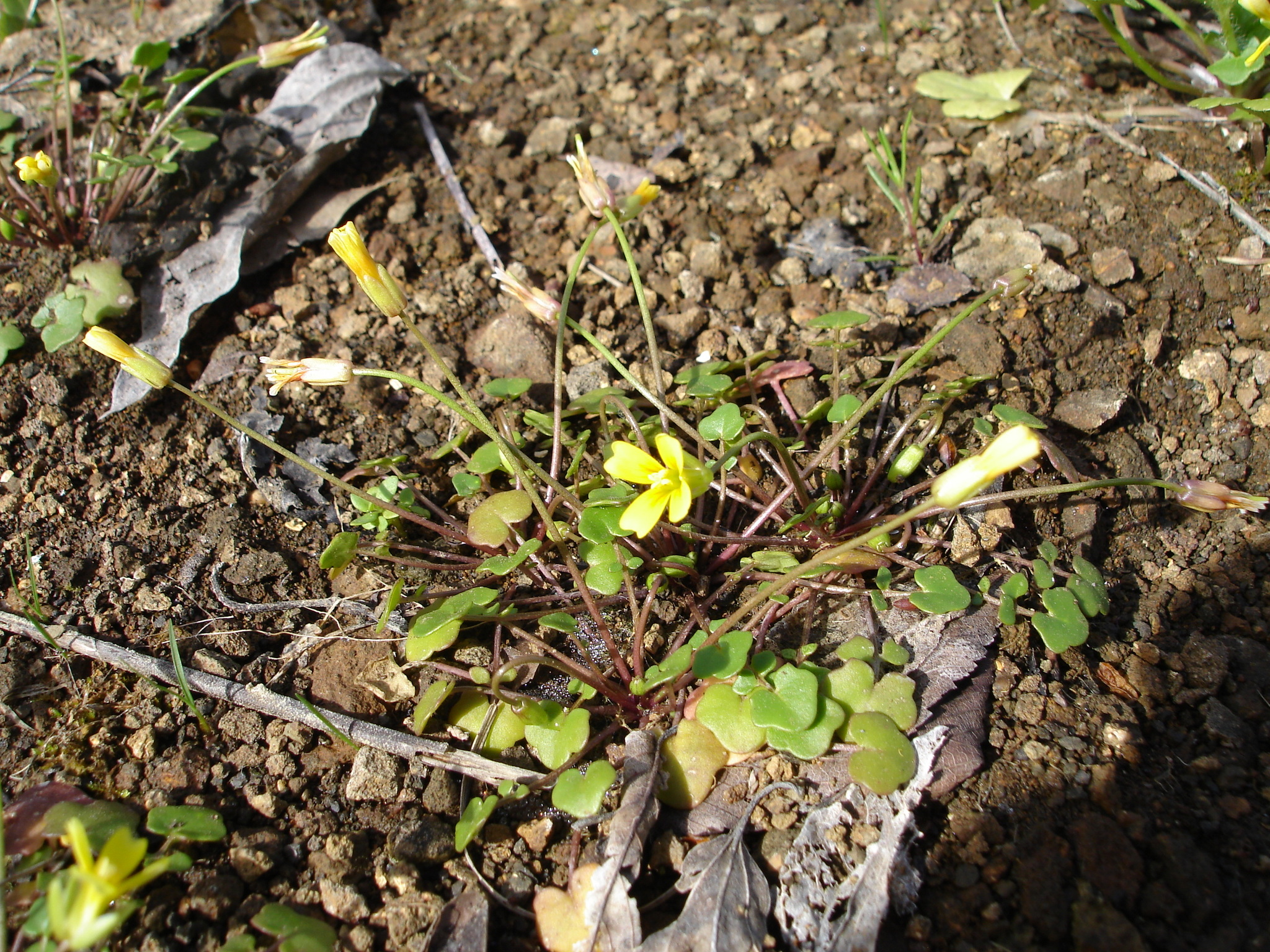 Leavenworthia texana