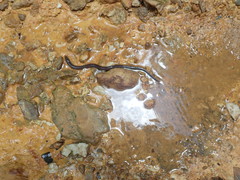 Synbranchus marmoratus