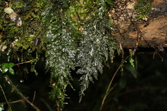 Hymenophyllum scabrum