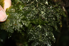 Hymenophyllum scabrum