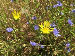 Grindelia nana