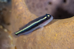 Spotlight Goby photo 2