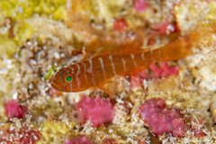 Rusty Goby photo 3