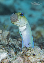 Yellowhead jawfish