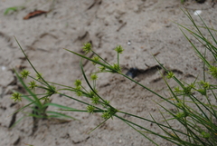 Cyperus grayi