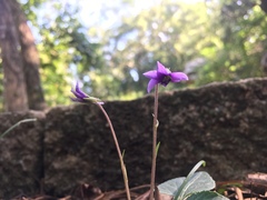 Viola inconspicua nagasakiensis