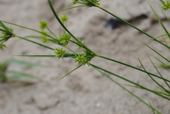 Cyperus grayi