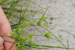 Cyperus grayi
