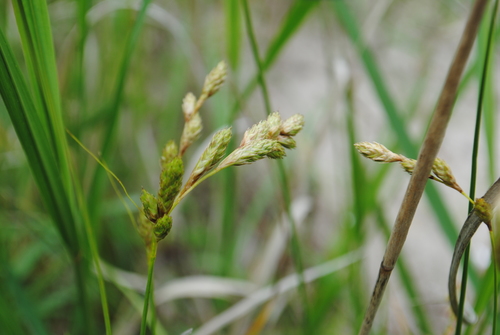 Image of Carex silicea by (c) Zihao Wang, some rights reserved (CC BY)