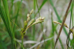 Carex silicea
