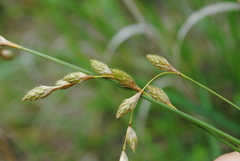 Carex silicea