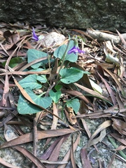 Viola inconspicua nagasakiensis