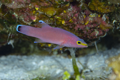 Cave Bass (Liopropoma mowbrayi) — Serranidae