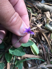 Viola inconspicua nagasakiensis