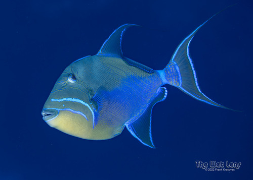 Old wife (Balistes vetula) — Balistidae