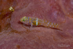 Dwarf Goby photo 2