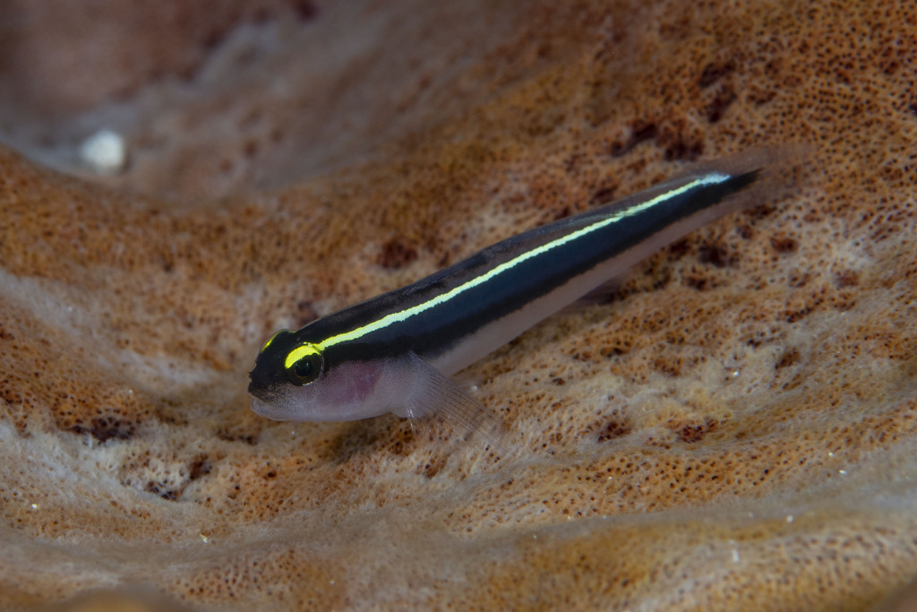 Cayman Sponge Goby